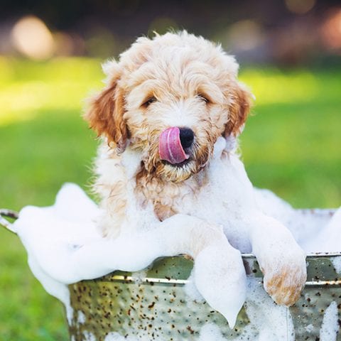 FAQ | Eddie and Barkus Holland